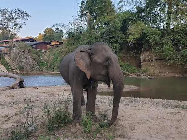 Elefanten-Auffangstation in Nord-Thailand
