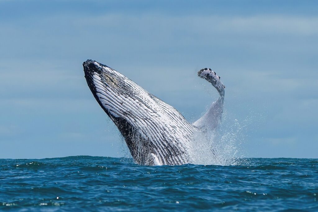 1280px 001 Humpback whale breaching in Ballena Marine National Park Photo by Giles Laurent