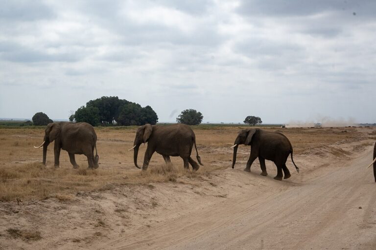 Wo man Elefanten in freier Wildbahn sehen kann: Asien und Afrika im Vergleich