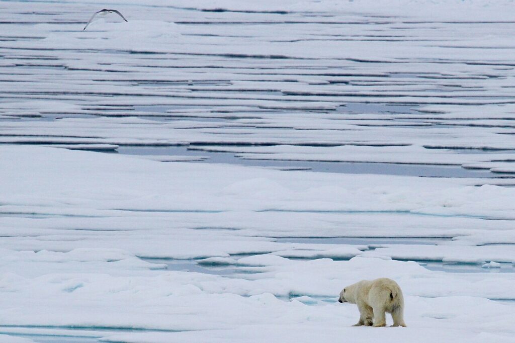 1280px Polar Bear seen Ice Cruising in the Arctic 281966364777329