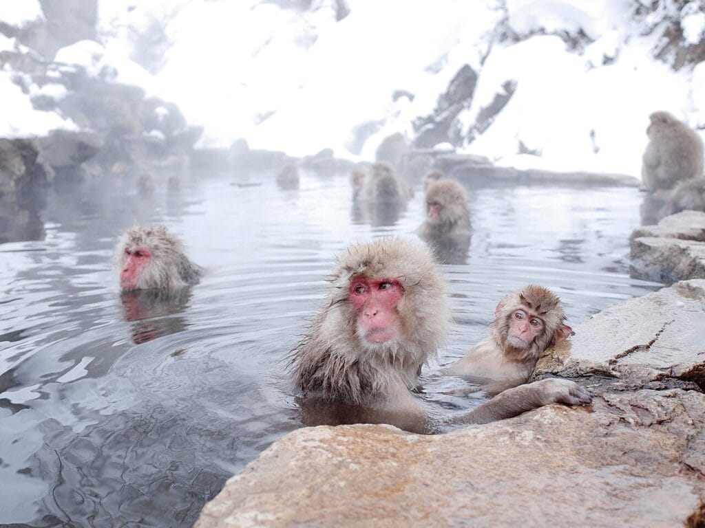 1280px Japanese Macaque Onsen Day 2015