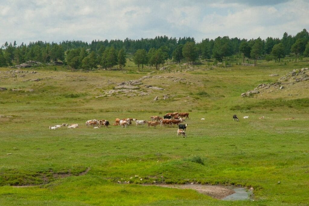 Faune sauvage au Kazakhstan : Saïga et léopard des neiges 21 -Kazakhstan animalieres