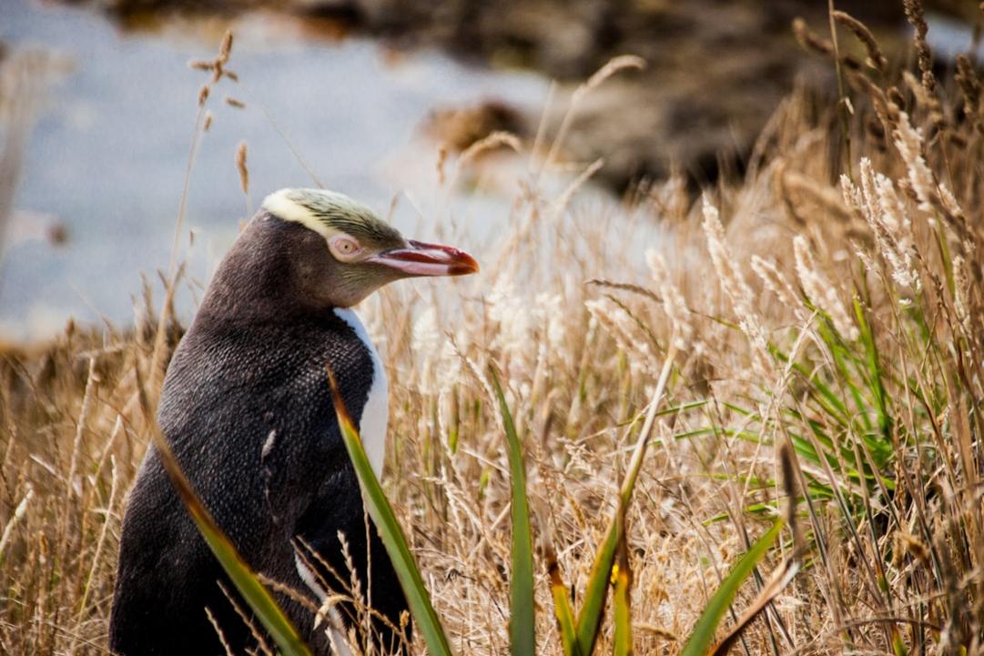 Top 7 choses à faire à Dunedin, ville côtière de l’Île du Sud 13 Dunedin highlights