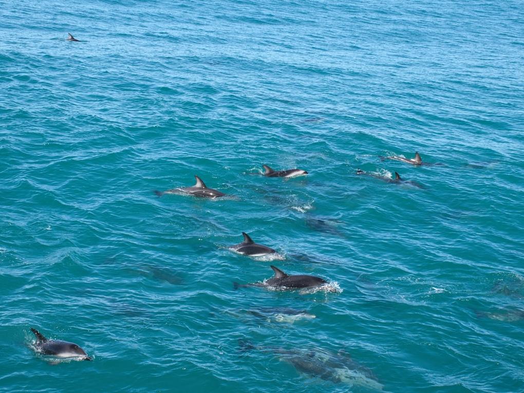 Top 6 choses à faire à Kaikoura, côte Est South Island 13 Kaikoura day plan