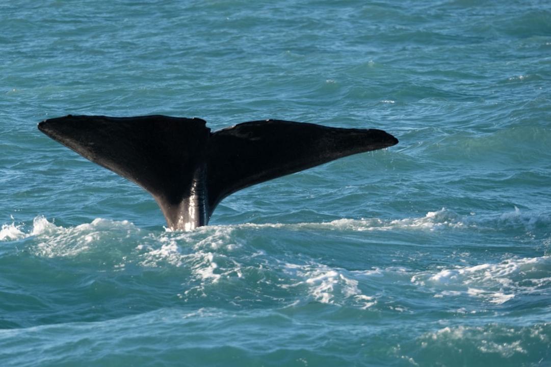 Top 6 choses à faire à Kaikoura, côte Est South Island 12 Kaikoura highlights
