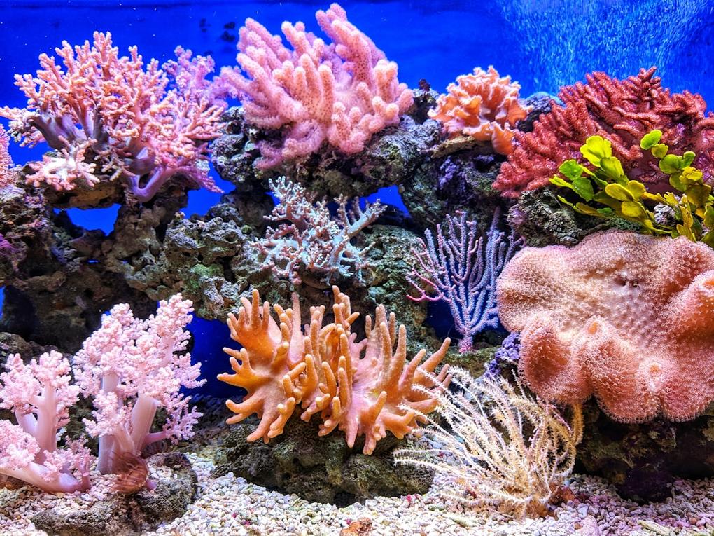 Les 4 Parcs Nationaux de Curaçao : Une journée entre terre et mer 14 Curacao national parks