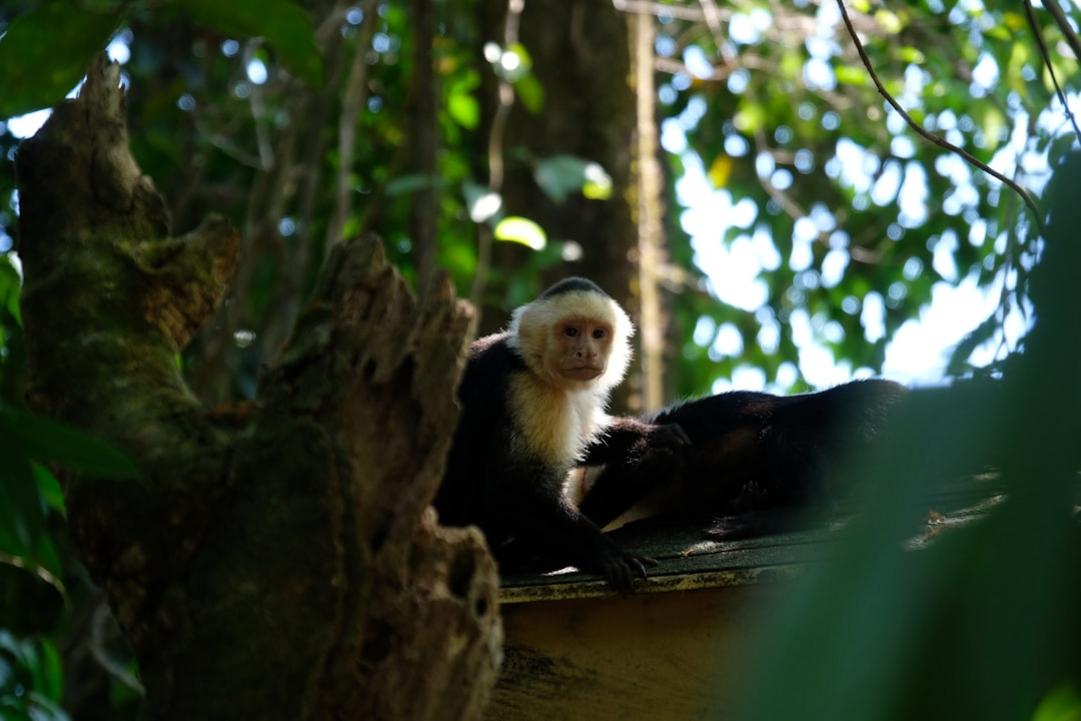 Manuel Antonio activity