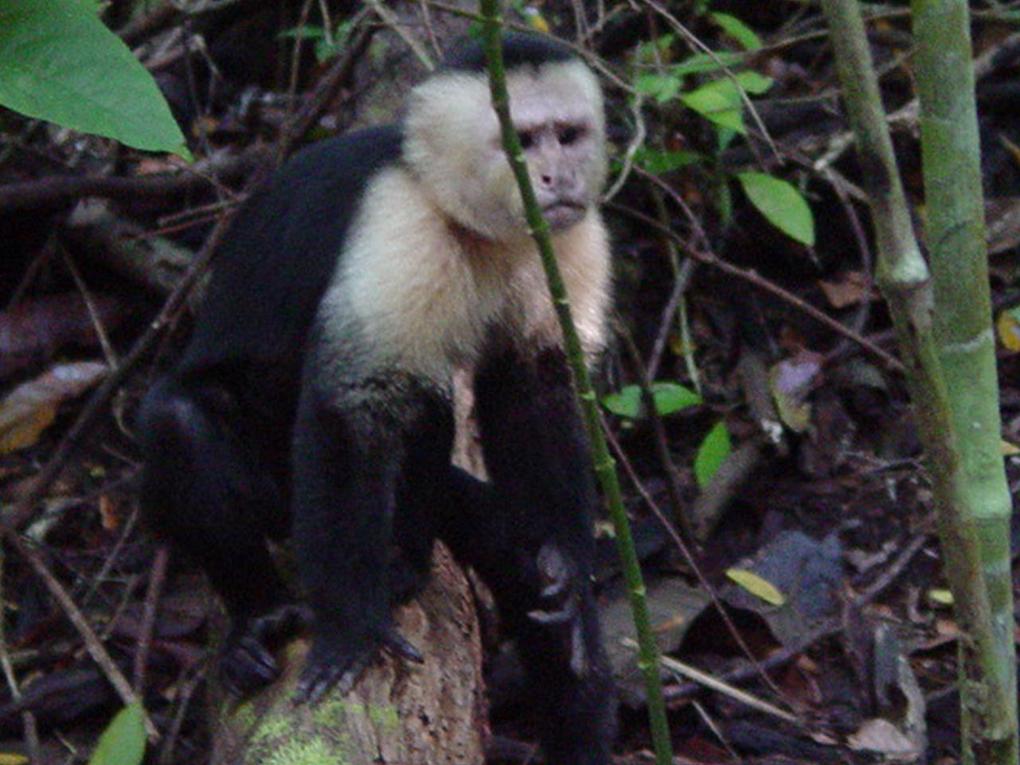 Le bruissement des feuilles et les cris des singes capucins accompagnent les premiers pas sur le sentier principal du parc national Manuel Antonio.