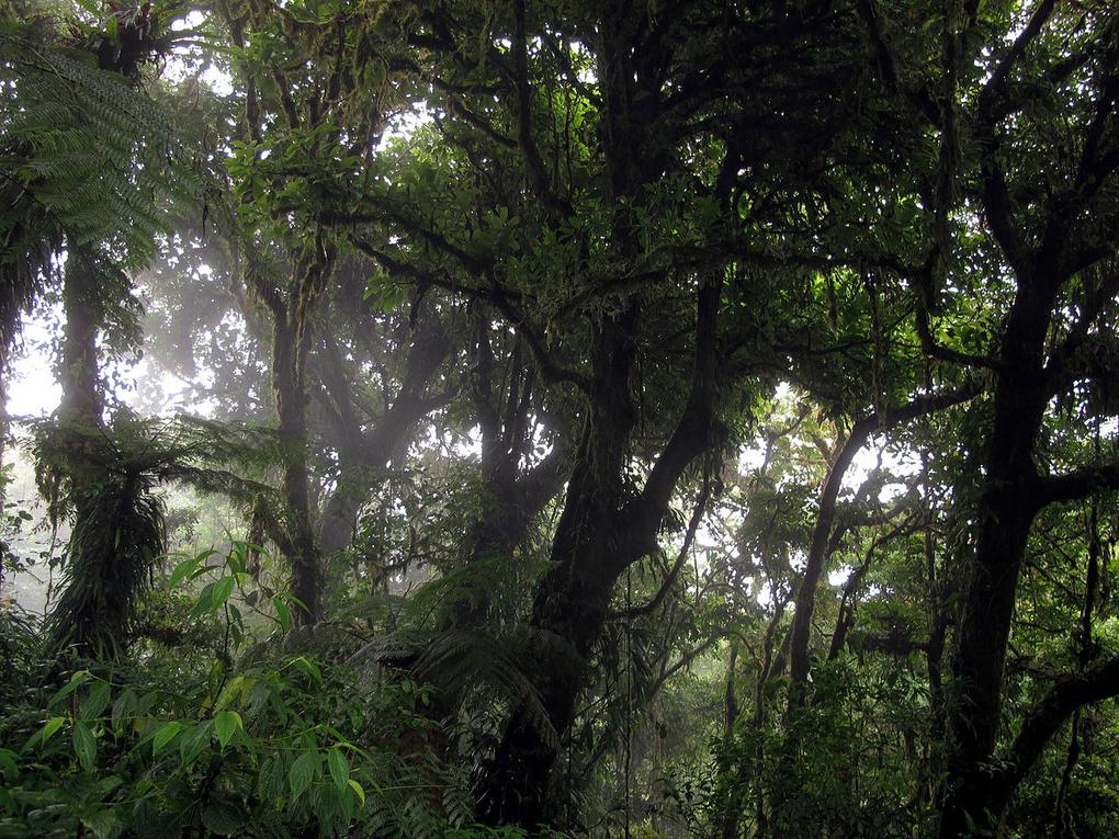 Top 14 choses à faire à Monteverde : ponts suspendus et sentiers du quetzal 3 L'air frais chargé d'humidité enveloppe la passerelle suspendue du Selvatura Park, bruissant sous les pas et les chants d'oiseaux rares.