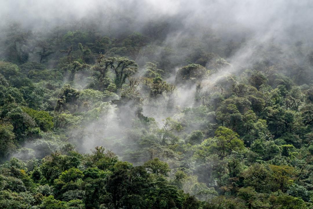 Les 15 Parcs Nationaux du Pérou : Séparer faune amazonienne et trekking andin 17 Peru national parks