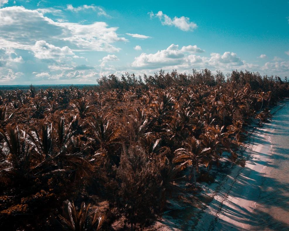 Top 14 choses à faire à Punta Cana, plages et excursions Saona 44 Punta Cana local food