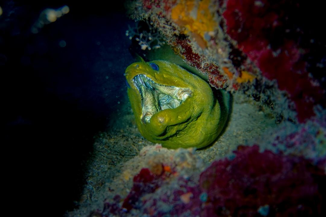 Honduras diving