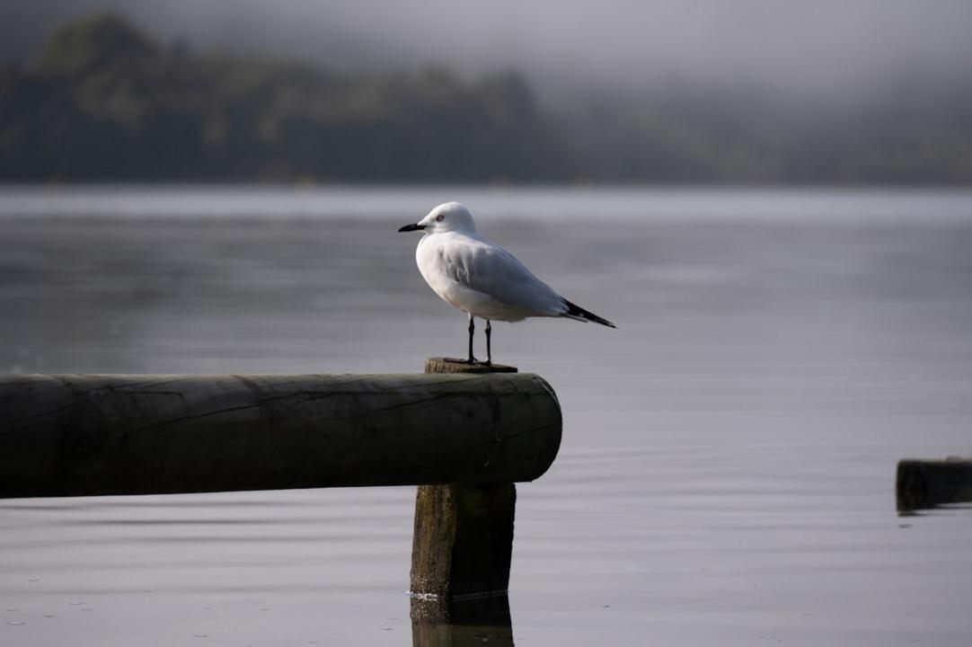 Top 11 choses à faire à Rotorua : culture maorie et géothermie 31 Rotorua activity