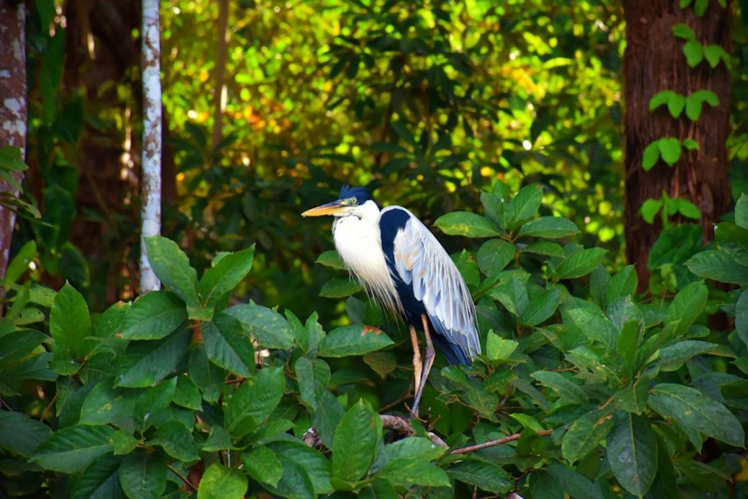 De Rio de Janeiro aux forêts amazoniennes en 28 jours 52 Brazil Rio Christ Redeemer 1 12