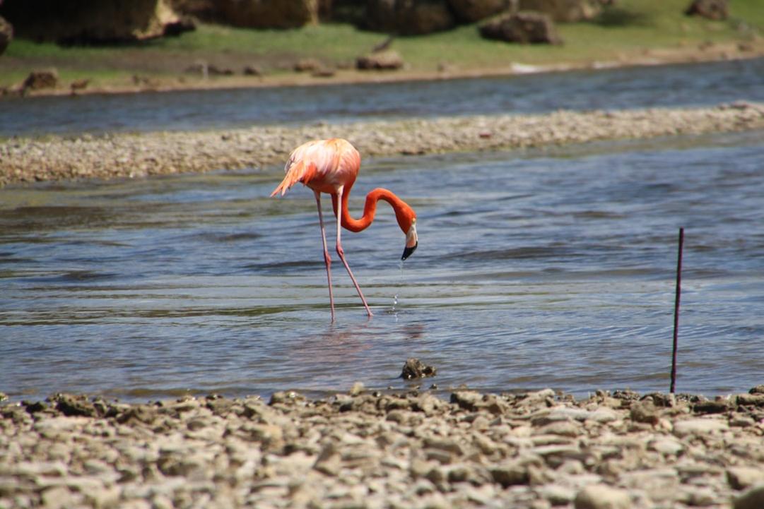 Gotomeer flamingo lake Bonaire - Gotomeer