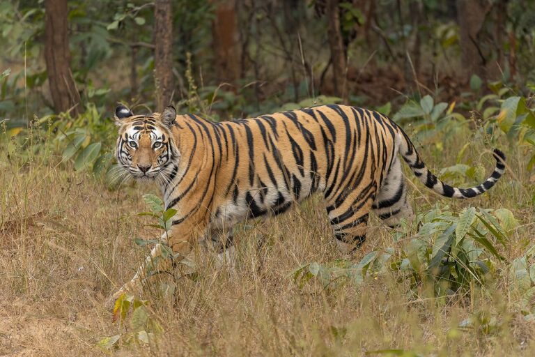 Où voir des tigres dans la nature
