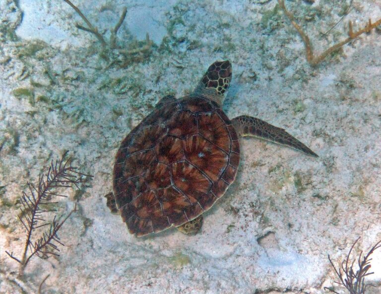Où voir des tortues marines