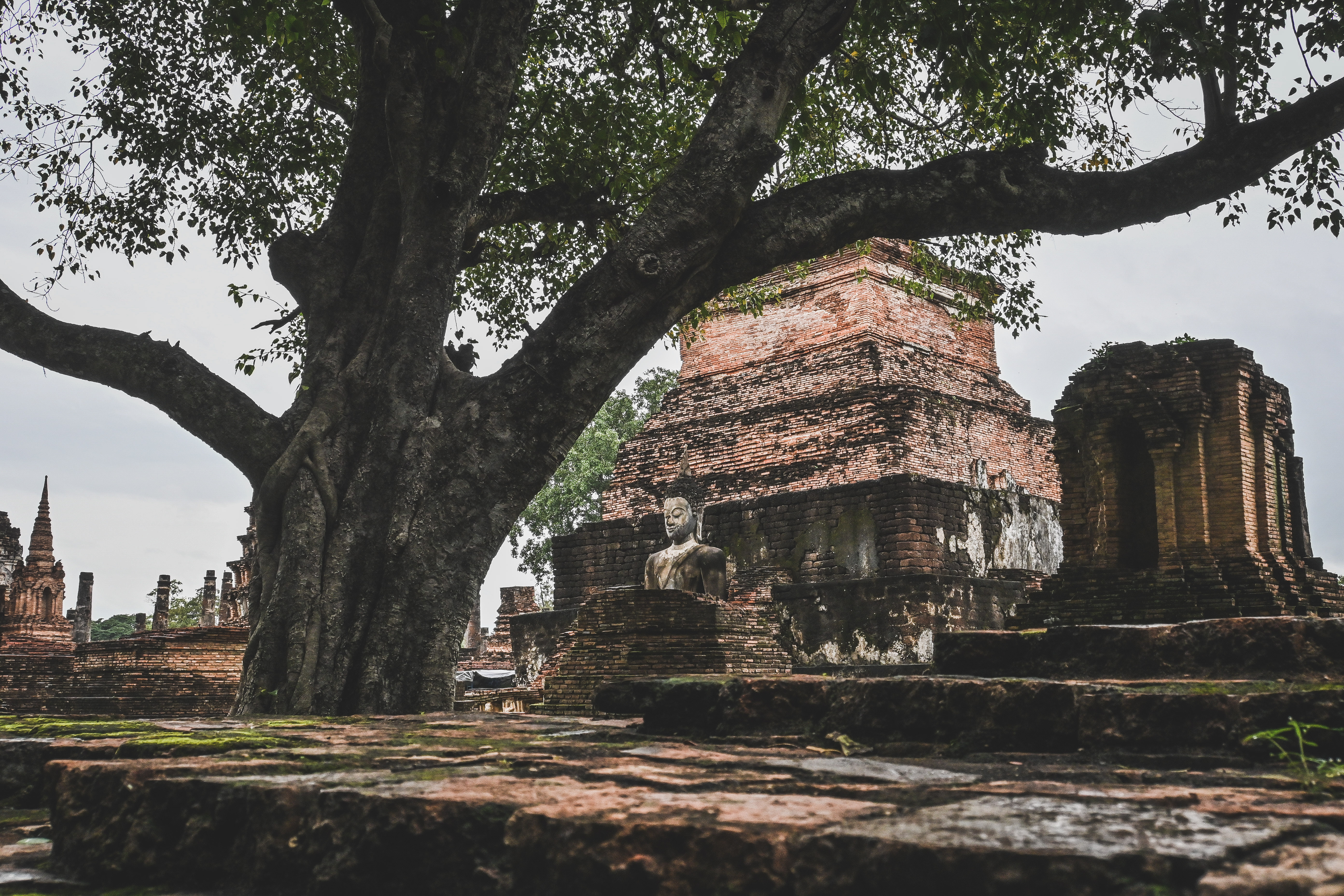 Thaïlande : paysages emblématiques et beautés visuelles uniques 24 Weathered Buddha statue and brick chedi ruins beneath a large tree at Wat Mahathat, Sukhothai Historical Park
