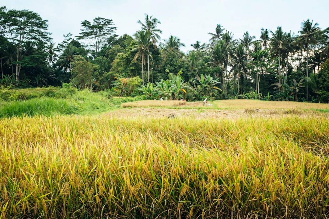 Indonesia rice-fields scenery view 3
