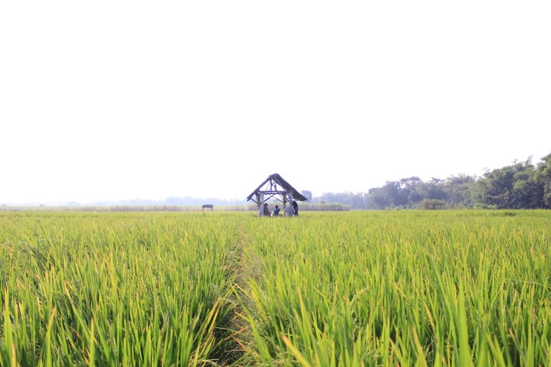 Indonesia rice-fields scenery view 7