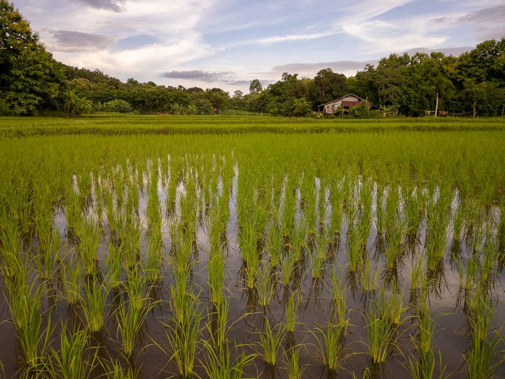 The 12 Best Rated Rice Fields in Thailand 10 Thailand rice-fields travel advice