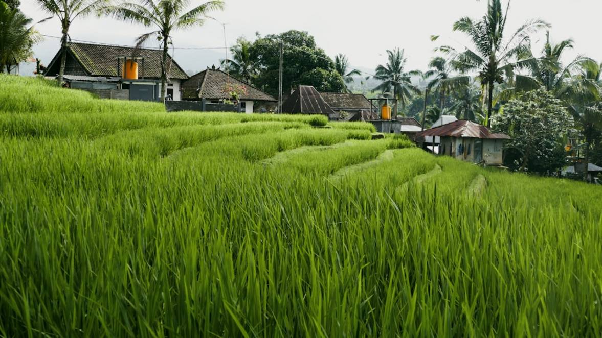 Indonesia rice-fields scenery view 11