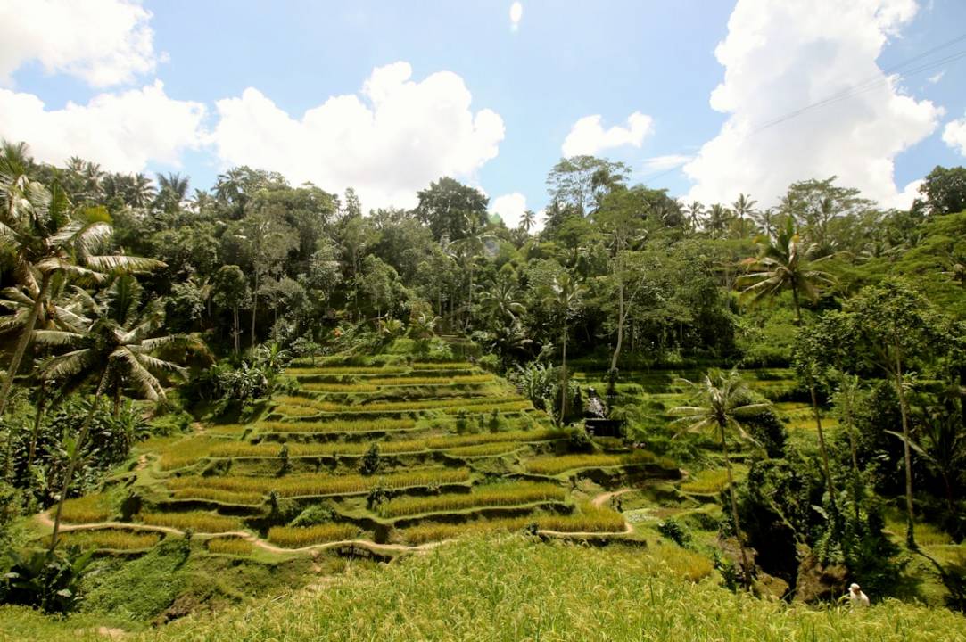 Indonesia rice-fields overview highlights