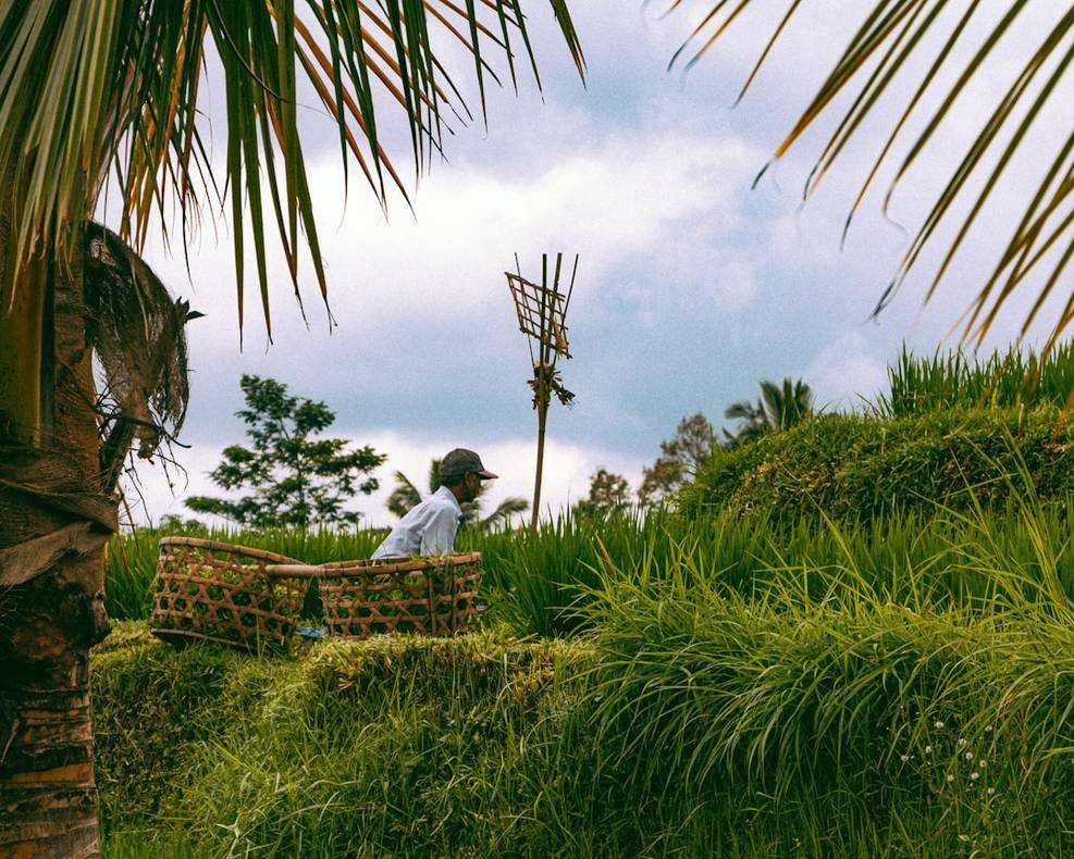Indonesia rice-fields landscape comparison