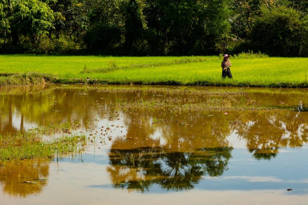 The 12 Best Rated Rice Fields in Cambodia 11 Cambodia rice-fields scenery view 11