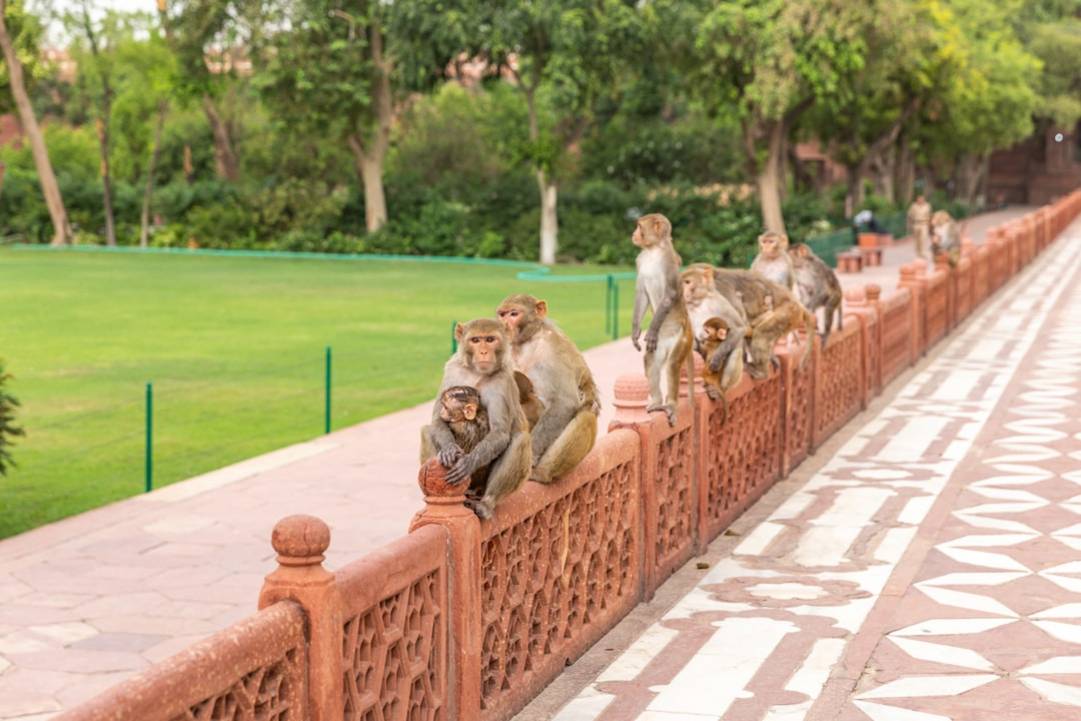 Taj Mahal Agra - Tour Guide By Imran Khan: Expert Insights on the Iconic Monument Taj Mahal Agra - Tour Guide By Imran Khan: Expert Insights on the Iconic Monument