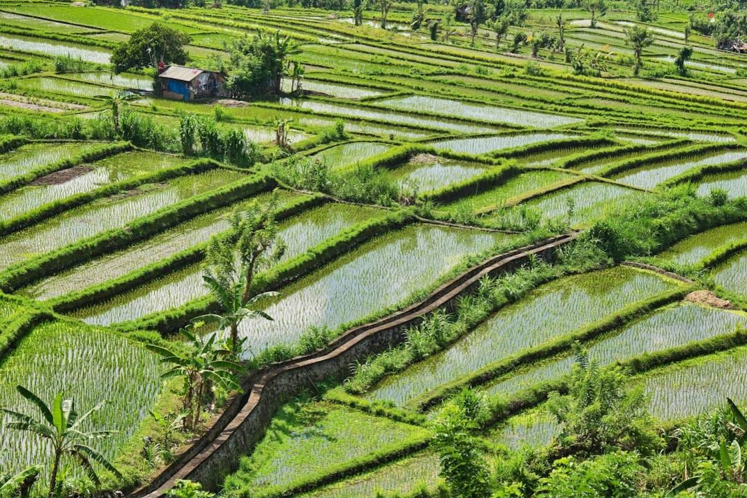 Indonesia rice-fields scenery view 1
