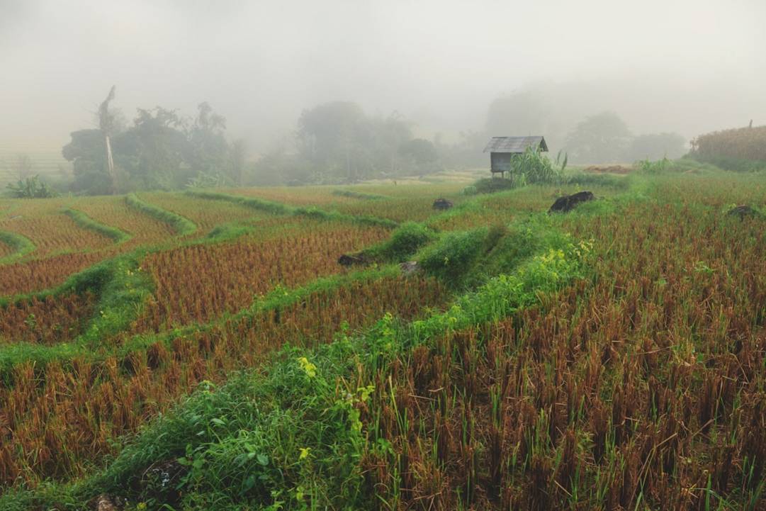 The 12 Best Rated Rice Fields in Thailand 9 Thailand rice-fields seasonal view