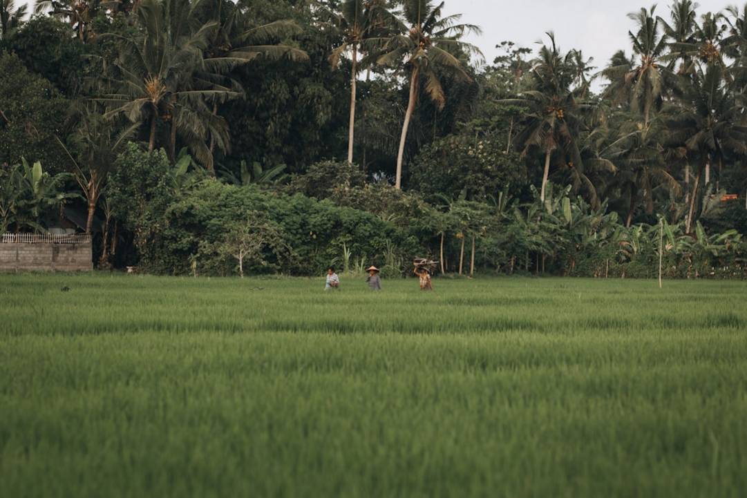 Indonesia rice-fields scenery view 9