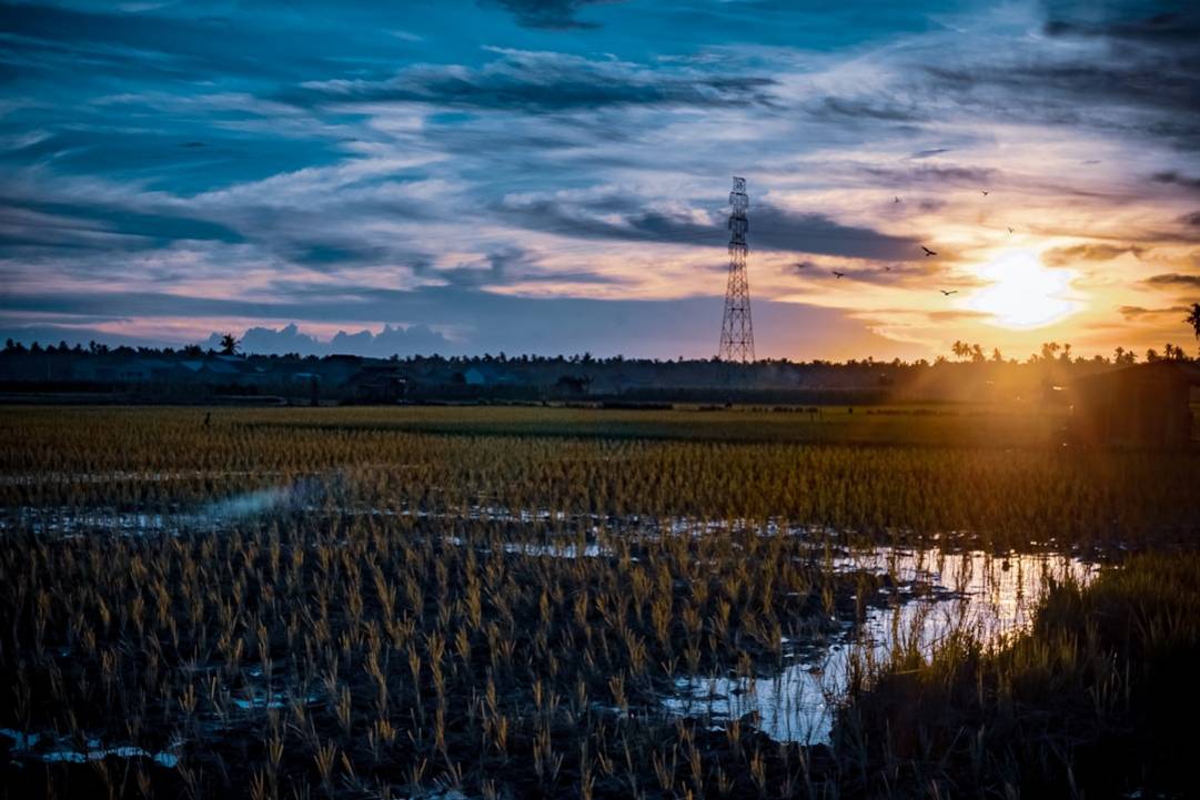 Indonesia rice-fields seasonal view
