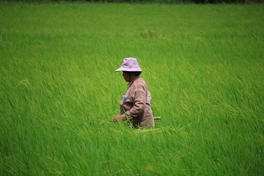 The 12 Best Rated Rice Fields in Thailand 8 Thailand rice-fields scenery view 7