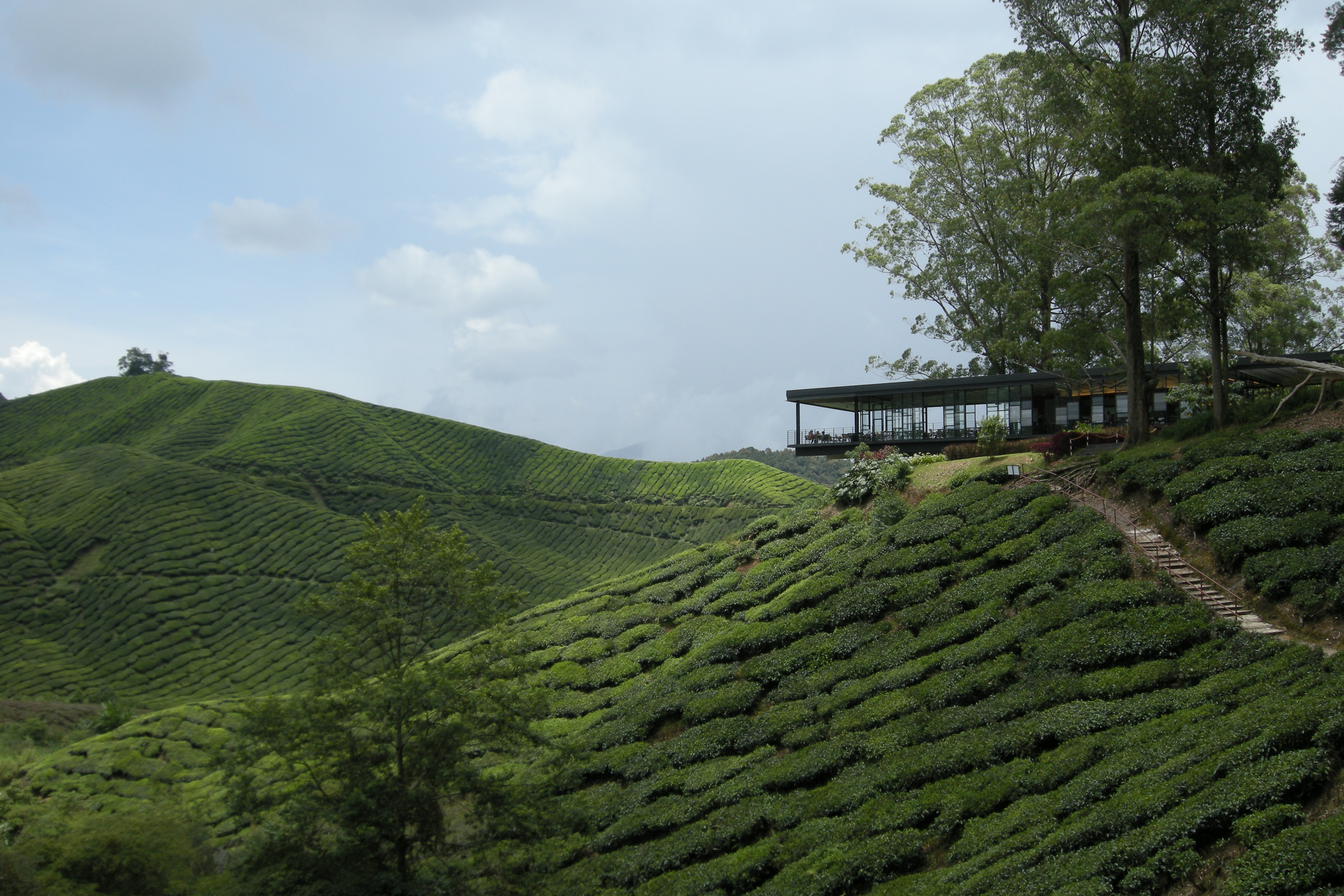 BOH Plantations, Malaysia