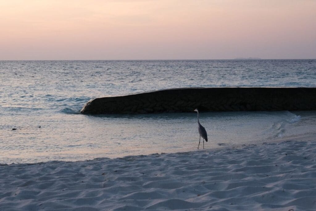 -Fulidhoo The Maldives
