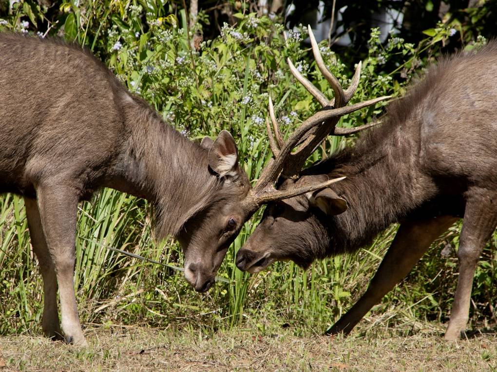 a couple of animals that are standing in the grass tg a VtNFCo