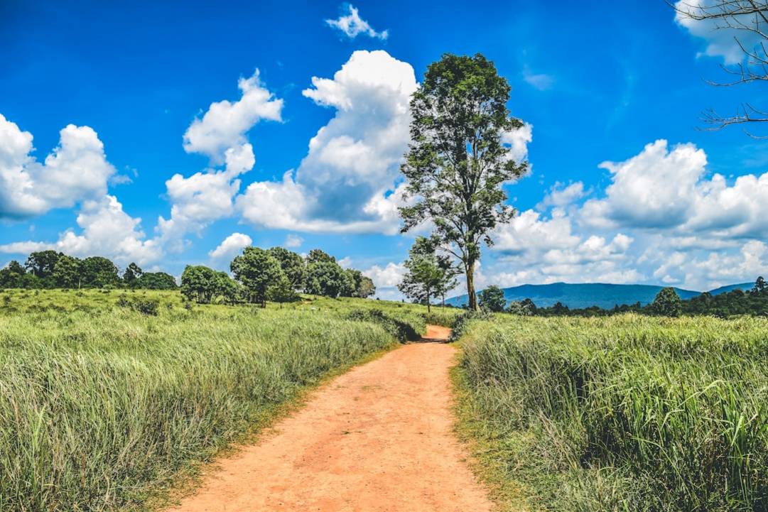 Khao Yai Wildlife Safari: Highlights & Hacks 6 Khao Yai Wildlife Safarijungle-safariKhao Yai National Park scenery