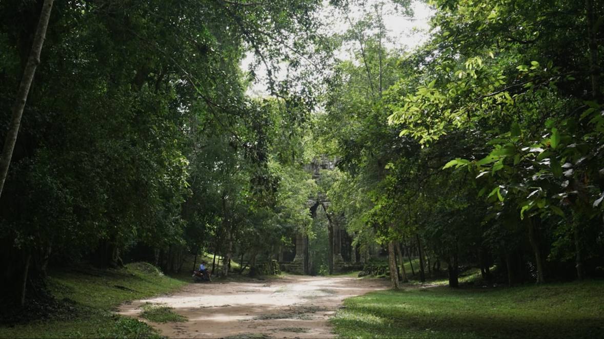 Beng Mealea Jungle Templebeng-mealeaSiem Reap highlights