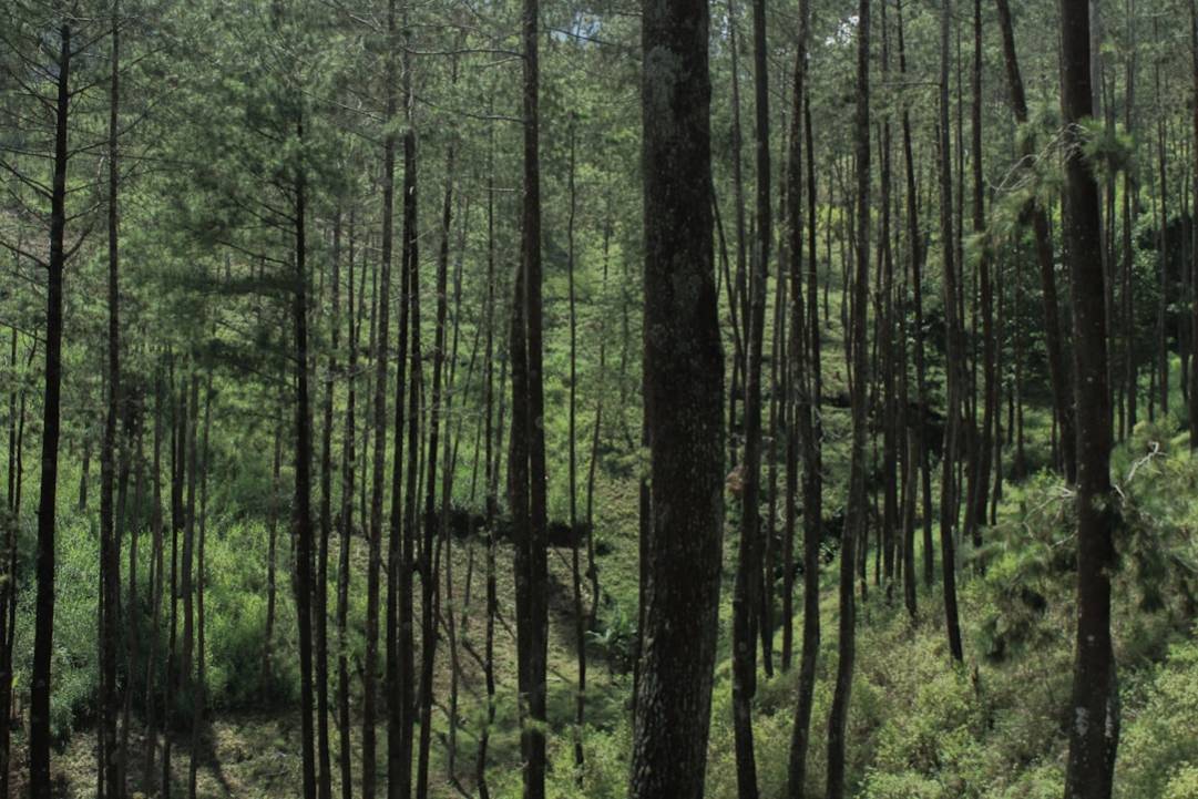 Elephant Valley Project in Sen Monorom: Highlights & Hacks 4 Elephant Valley Projectelephant-valley-projectSen Monorom highlights