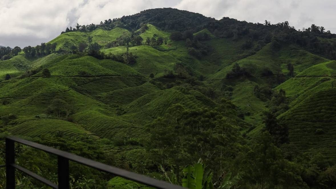 Boh Tea Plantation Tourtea-plantation-tourCameron Highlands overview