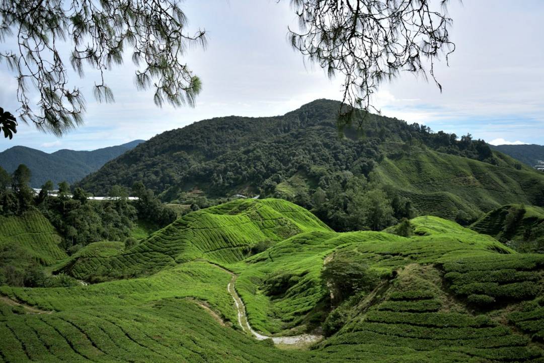 Boh Tea Plantation Tourtea-plantation-tourCameron Highlands scenery