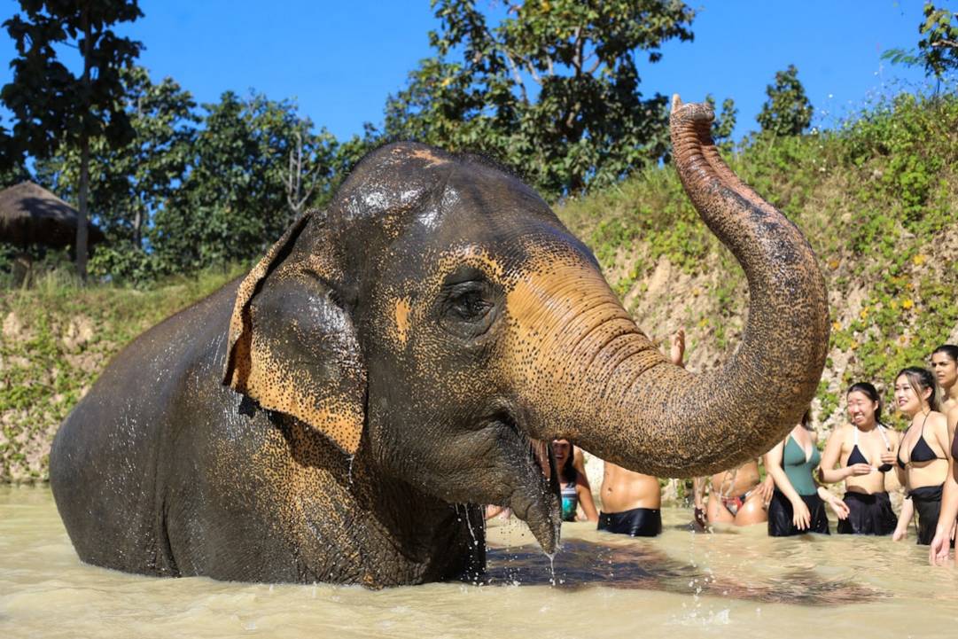 Elephant Nature Park Sanctuaryethical-elephant-sanctuary-experienceChiang Mai overview
