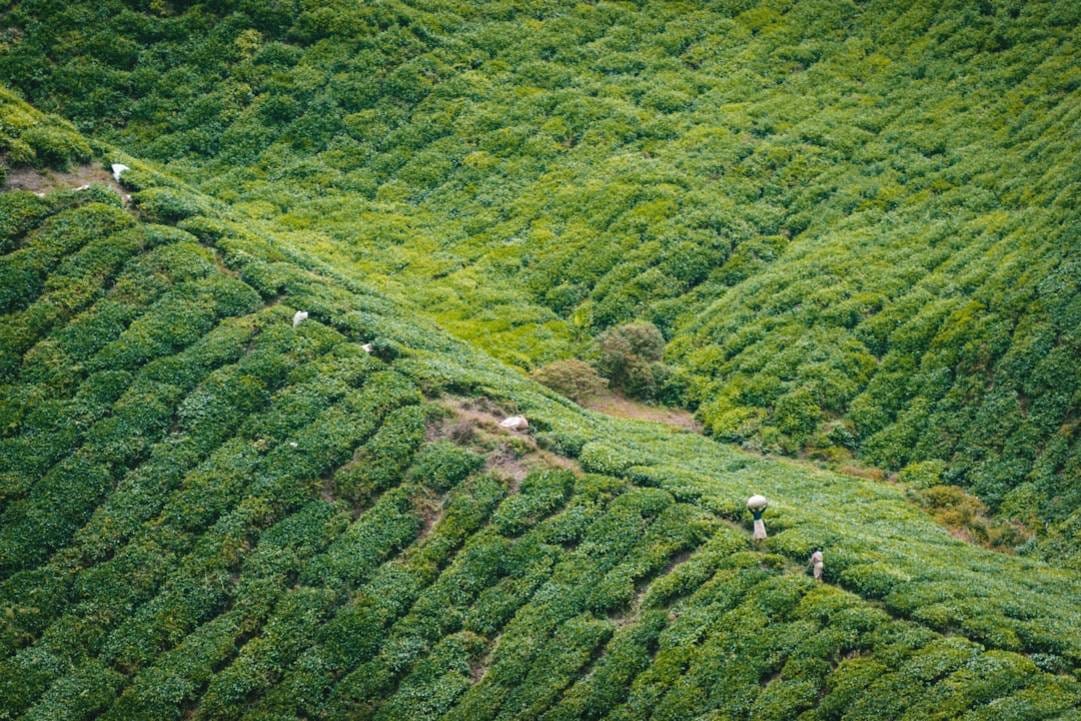 Boh Tea Plantation Tourtea-plantation-tourCameron Highlands details