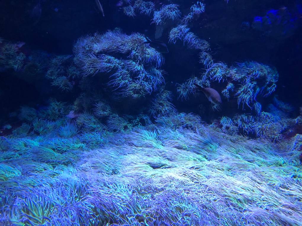 Koh Haa Snorkeling Adventure in Koh Lanta: Highlights & Hacks 3 Koh Haa Snorkeling Adventurekoh-haa-snorkelingKoh Lanta scenery