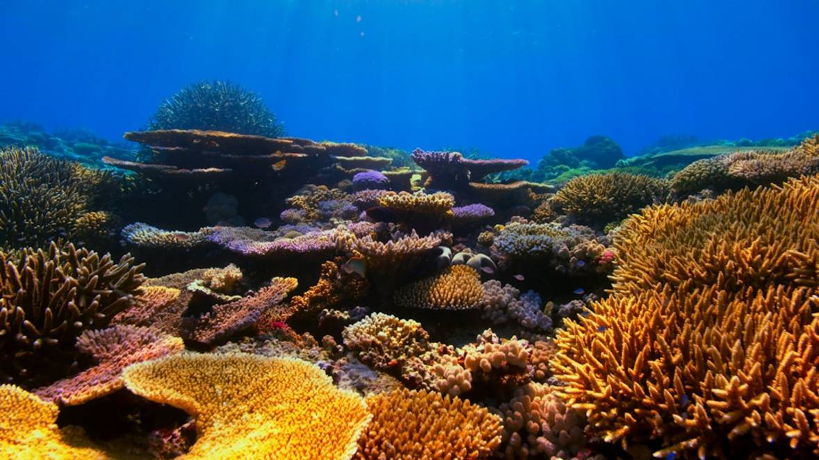 Bamboo Island Snorkeling in Koh Phi Phi: Highlights & Hacks 5 Bamboo Island Snorkelingbamboo-island-snorkelingKoh Phi Phi highlights