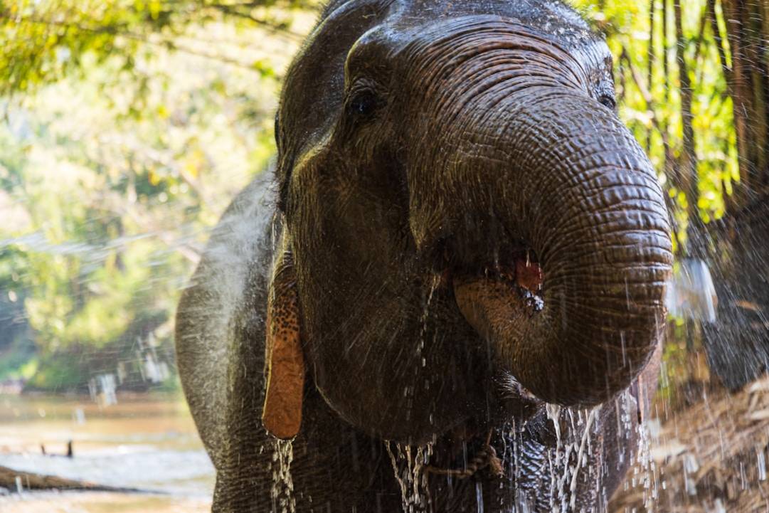 Elephant Nature Park Sanctuaryethical-elephant-sanctuary-experienceChiang Mai highlights
