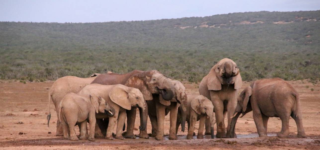 Elephant Valley Project in Sen Monorom: Highlights & Hacks 3 Elephant Valley Projectelephant-valley-projectSen Monorom overview