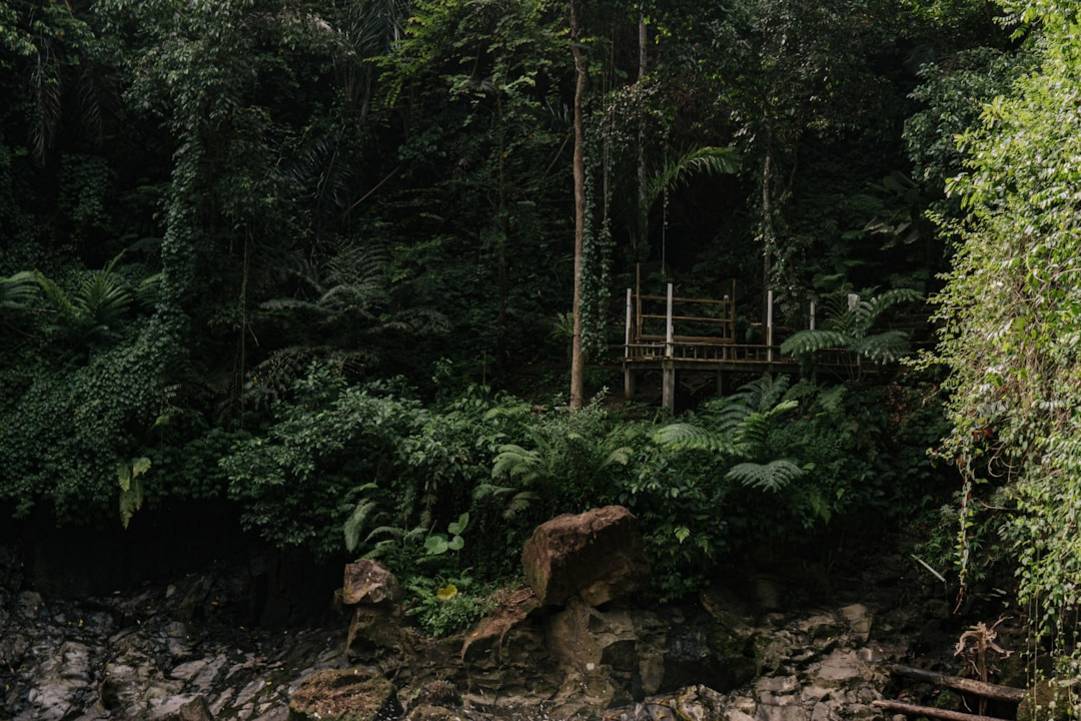 Khao Sok Night Safarinight-safariKhao Sok details